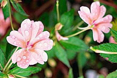 当二次元掉进单机恶魔城，《少女与学院城》首曝！ 